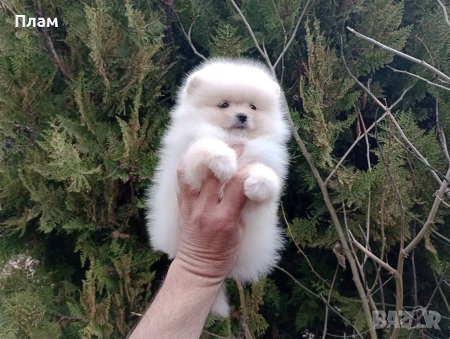 Померани.Реални снимки ! , снимка 3 - Померан - 54051834