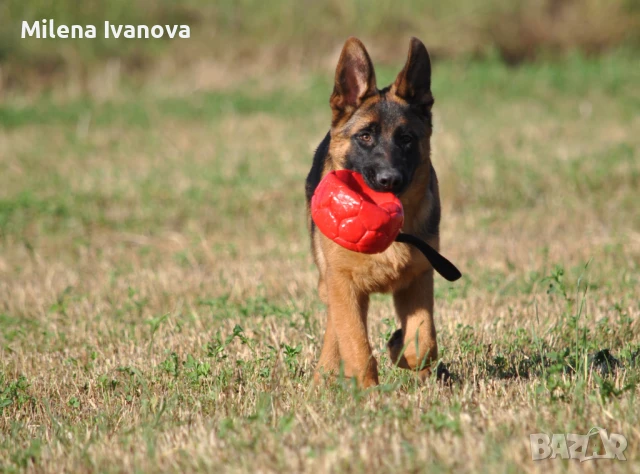 ШОУ клас немски овчарки от развъдник , снимка 1