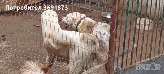 алабайчета чистокръвни, снимка 12 - Алабай - 54087010