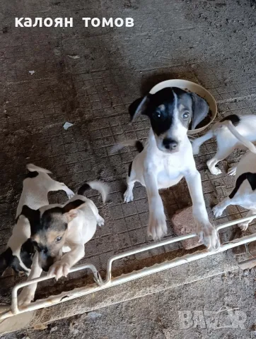куче 🐕 Джак Ръсел , снимка 12 - Джак ръсел териер - 55622524