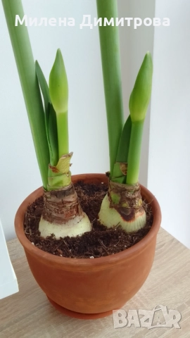 Амарилиси различни цветове , снимка 12 - Стайни растения - 52243503