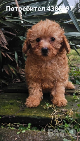 Кученца Пудел мъжко и женско , снимка 3 - Пудели - 53232379