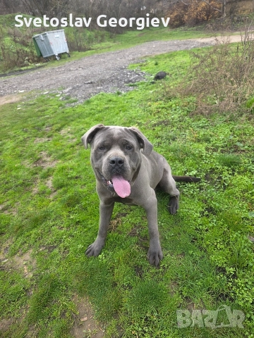 кане корсо, снимка 2 - Кане корсо - 52790306