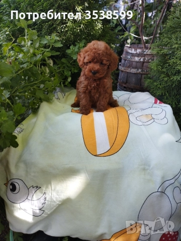 Той Пудел , снимка 1