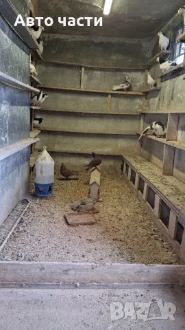 пазарджишки гълаби на хвърче не, снимка 4 - Гълъби - 48931184