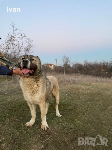САО Алабай малки, снимка 9 - Алабай - 52842122