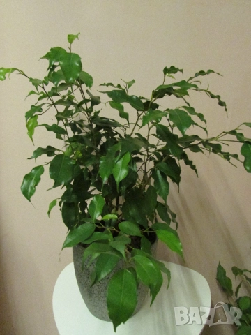 Бенджамин в керамична кашпа