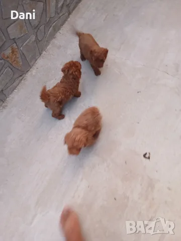 Tyi Mini Pydel Sladyri, снимка 5 - Пудели - 55931560