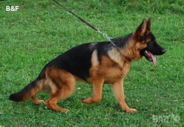 НЕМСКА ОВЧАРКА ШОУ КЛАС !!!