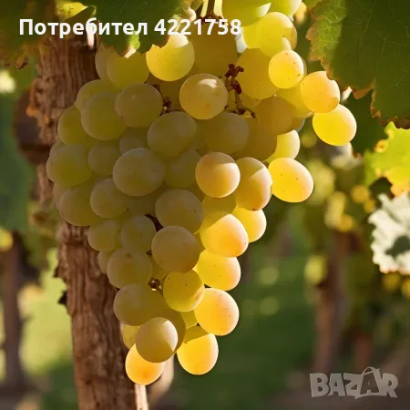 Продавам грозде за ракия - Мускат Отонел, Александрийски Мускат