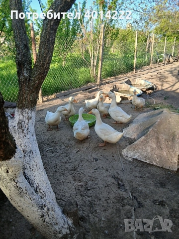 Пекински патици , снимка 4 - Патици и гъски - 54313354
