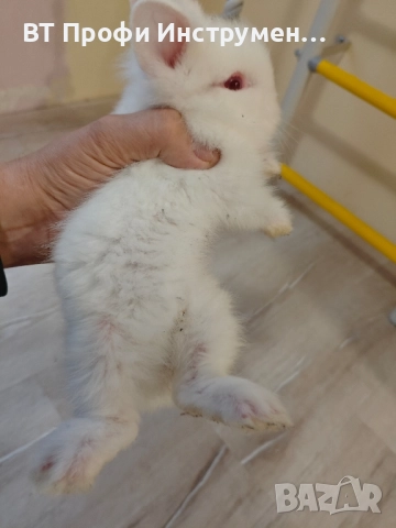 Декоративно зайче Лъвска глава Мини зайче, снимка 2 - Други животни - 52475137