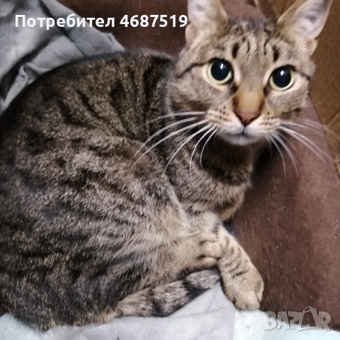 Търсим дом на Тъчи, снимка 7 - Други - 52847802