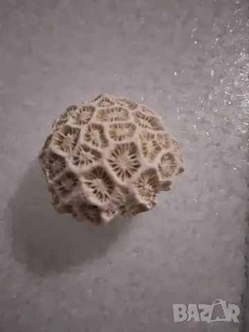 корал от Индийския океан, снимка 3 - Декорация за дома - 48468127