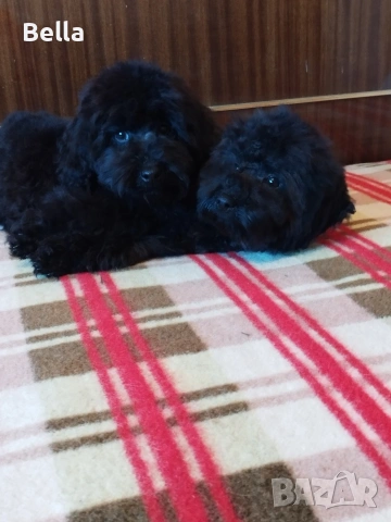 Мини пудел , снимка 11 - Пудели - 53132342