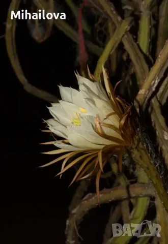 Selenicereus grandiflorus 