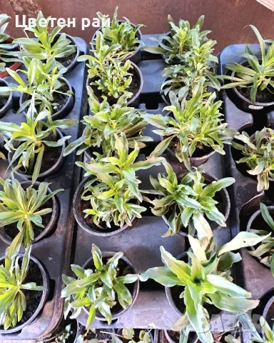 Топ карамфил зимоустойчив и многогодишен , снимка 12 - Градински цветя и растения - 48840324