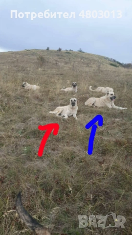 Продавам турски кангали, снимка 4 - Кангал - 54258341