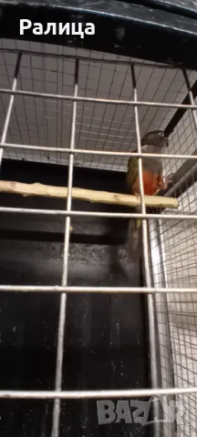 Патагонска ара/конура, снимка 2 - Папагали - 49471080