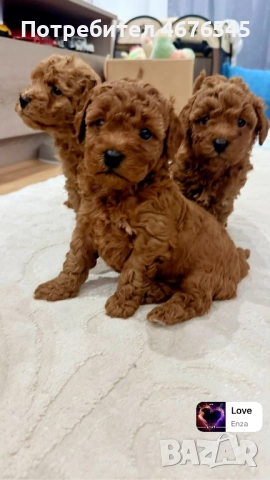 Мини пудел момче