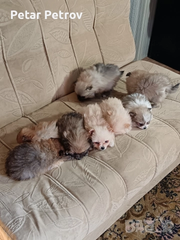 Мини шпиц , снимка 11 - Шпиц - 52816516