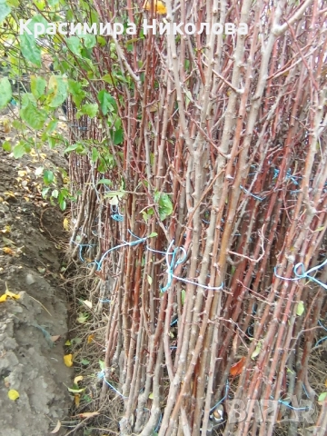 Продавам овощен посадъчен материал, снимка 2 - Разсади - 52362615