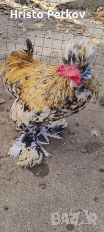 Продавам Чифт Струмски Бантам , снимка 3 - Кокошки и пуйки - 52423854