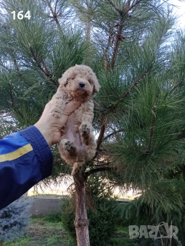 Мъжко Пуделче , снимка 7 - Пудели - 52666736