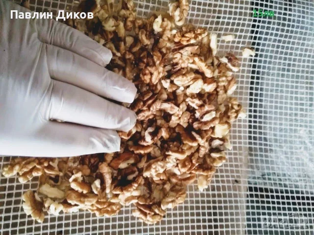 Орехи на черупка и ядка, снимка 3 - Сортови семена и луковици - 56264286