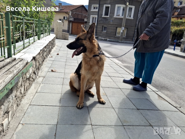 Немска овчарка, снимка 1