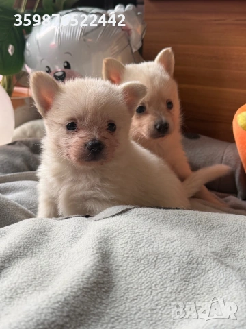 Померанчета , снимка 2 - Померан - 54214418