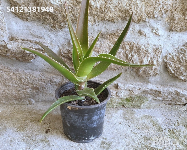 Алое Вера , снимка 3 - Стайни растения - 53926844