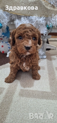 Той Пудел - Момче, снимка 2 - Пудели - 52875565