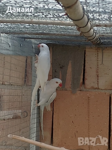 Малък Александър , снимка 3 - Папагали - 53636026