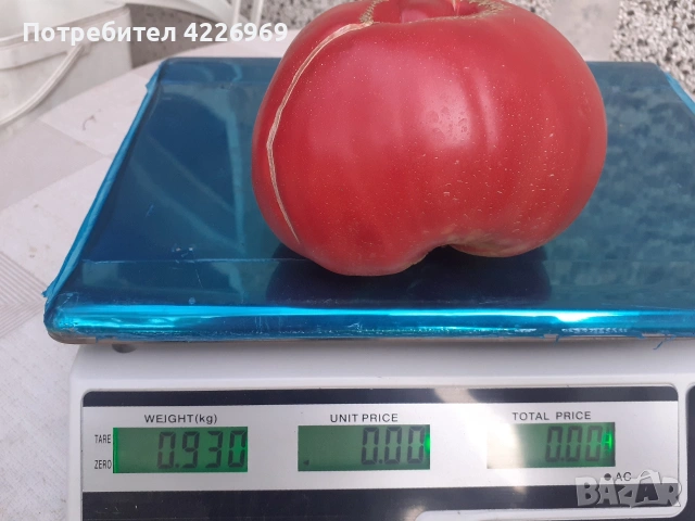 Розови едри домати, снимка 10 - Разсади - 54194380