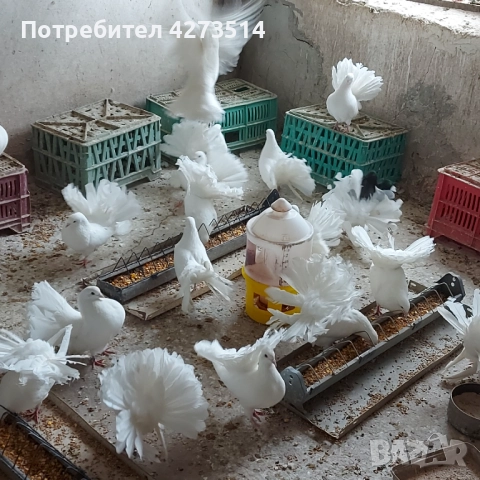 Продавам гълъби Финерлии - бели, сиви и пъстри, снимка 18 - Гълъби - 52268397