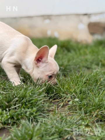 Френски булдог - мъжки с 3 ваксини, снимка 5 - Френски булдог - 54145015