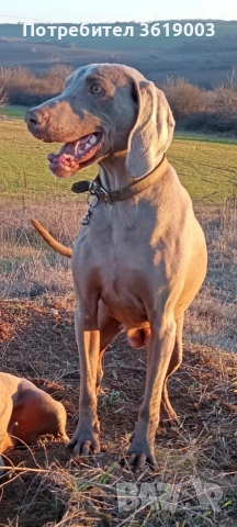 Ваймаранери , снимка 13 - Ваймаранер - 54205375