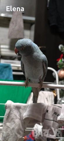 Папагал Александър, снимка 3 - Папагали - 53174997