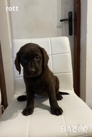 Шоколадови лабрадори, снимка 2 - Лабрадор ретривър - 54028240