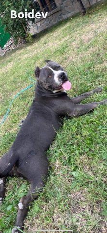 Американско були ХL ABKC си търси приятелка, снимка 8 - Други - 38081612