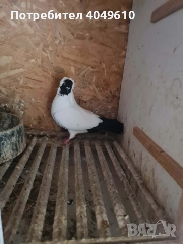 женска монахиня