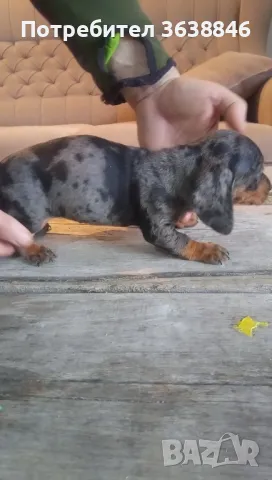 Дакел,мини дакели, снимка 9 - Дакели - 49667778