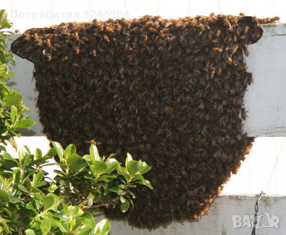 Хващане на пчели / Улавяне на пчелни рояци, снимка 4 - Други животни - 37159467