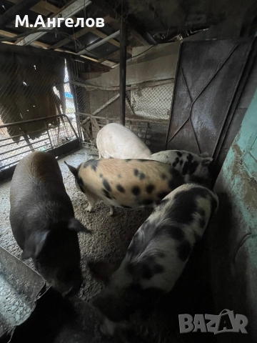 Прасета, снимка 4 - Прасета - 52810169