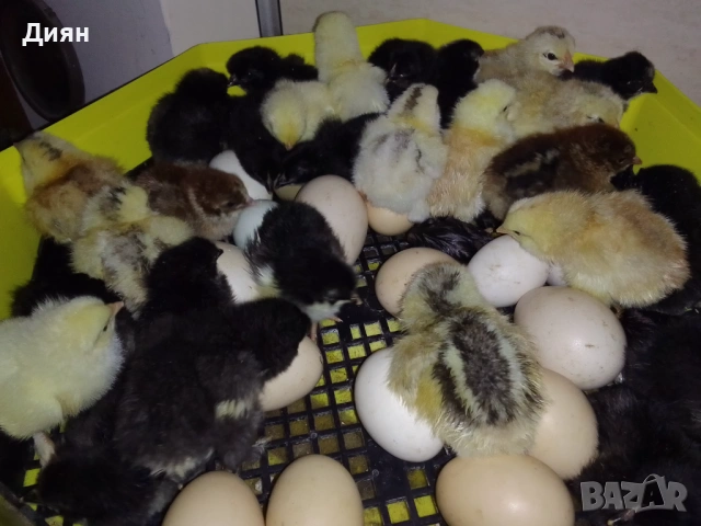 Оплодени кокоши яйца и от патица, снимка 4 - Кокошки и пуйки - 53993009