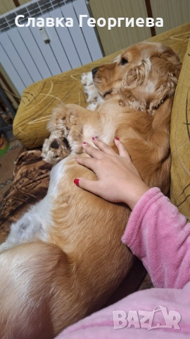 Английски Кокер шпаньол , снимка 6 - Търси партньор - 53963879