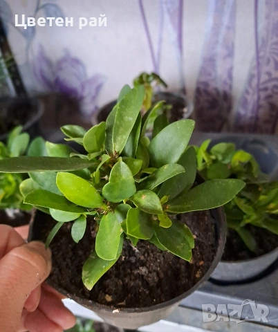 Исусов венец два цвята розов и оранжев , снимка 5 - Градински цветя и растения - 52966653