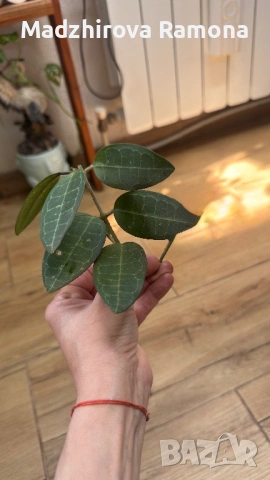 Hoya Хоя Eliptica 