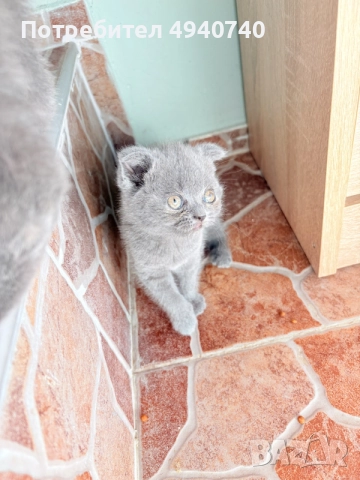 британски котки, снимка 8 - Британска късокосместа - 55963541